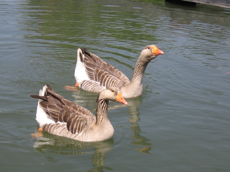 Copie de IMG_0302.jpg